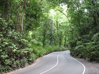 Fern Gully Jamaica
