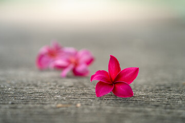 Blossom Red Plumeria or Frangipani flowers on ground at street.