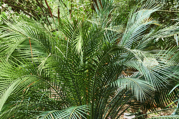 The tree ferns are the ferns that grow with a trunk elevating the fronds above ground level. Most tree ferns are members of the "core tree ferns", belonging to the families Dicksoniaceae, Metaxyaceae,