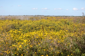 Obraz premium field of yellow flowers