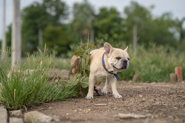 French bulldog Peeing On little bush outdoor.