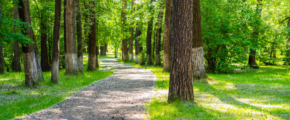 footpath in public park, summer panoramic shot