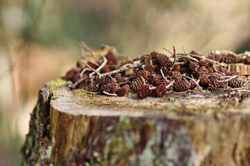 Forest cones on a stump