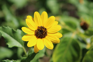One yellow wild flower