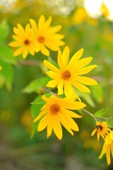 Topinambur plant. Jerusalem artichoke. Useful plants.Yellow flowers of Jerusalem artichoke  in a green field. Useful plants . alternative vegetable to the potato.