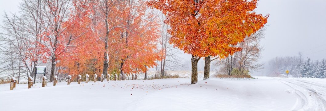 Autumn Trees in Winter Snowfall Panorama