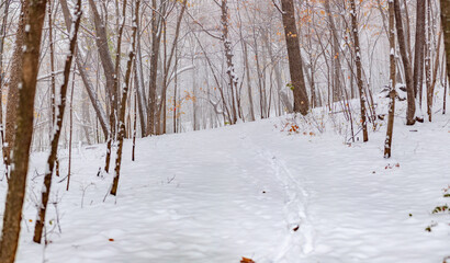 Winter Trail Snowfall in a Forest