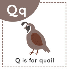 Learning English alphabet for kids. Letter Q. Cute cartoon quail.