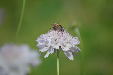 bee on a flower