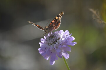 mariposa en una flor
