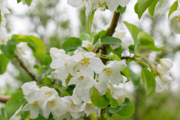 White flowers of an apple tree. Green leaves on the branches. Close-up of stamens.
