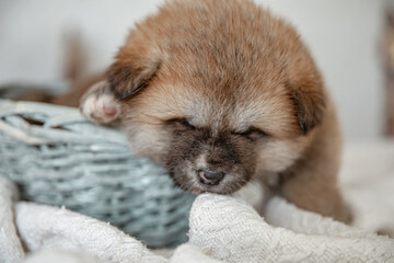 Close-up of a little cute puppy in a basket.