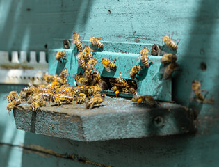 Close-up of a bee on a beehive in an apiary.