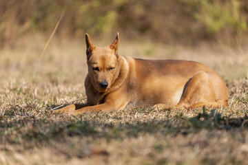 Brown Dog Sunbathe On The Grass Yard.
