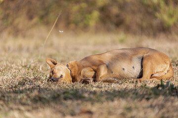 Brown Dog Sunbathing On The Grass Yard.