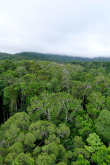 Fototapeta na wymiar view of the skyrail rainforest cableway
