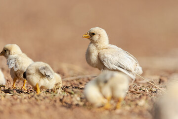 Little Chicken Sunbathe At Daytime.
