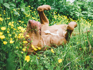 Lovable, pretty puppy of brown color. Close-up, outdoors. Day light. Concept of care, education, obedience training and raising pets