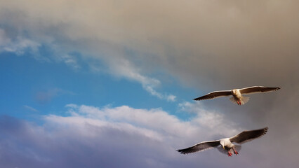 Seagull /Bird that lives near the sea and has short legs, long wings with white and grey feathers