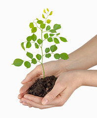 Close up of Sapling in hand