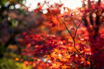 Maple red leaves with blur sunset foliage bokeh