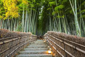 Bamboo forest at Adashino Nenbutsuji, Kyoto