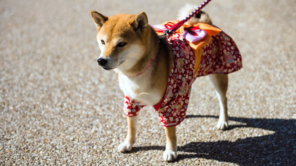 Shiba Inu dog with Japanese yukata costume
