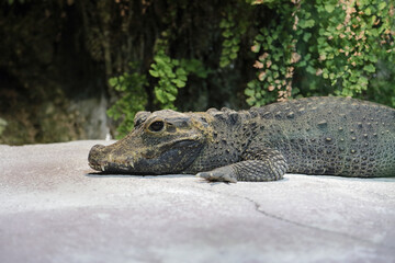 Stumpfkrokodil / Dwarf crocodile / Osteolaemus tetraspis