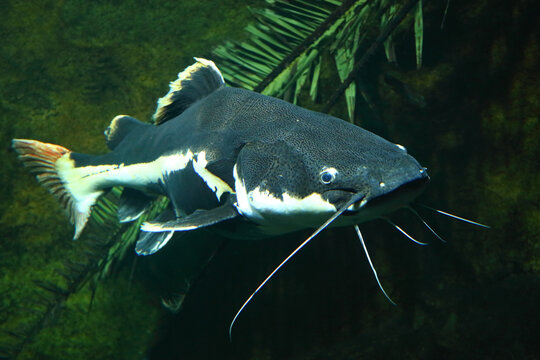 Rotflossenwels / Redtail catfish / Phractocephalus hemioliopterus