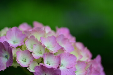 In Japan, hydrangeas start blooming from June to July
