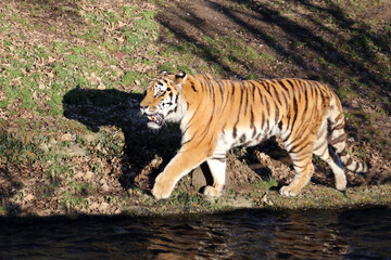 Sibirischer Tiger / Siberian tiger / Panthera tigris altaica