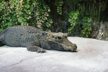 Stumpfkrokodil / Dwarf crocodile / Osteolaemus tetraspis