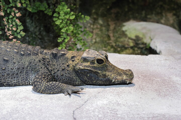 Stumpfkrokodil / Dwarf crocodile / Osteolaemus tetraspis