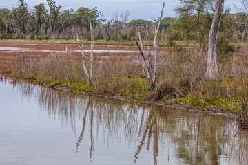 Dead trees by the water, Durras Lake, NSW, May 2021