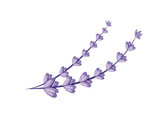 Lavender flower design illustration vector eps format , suitable for your design needs, logo, illustration, animation, etc.
