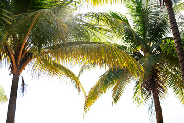 Fototapeta na wymiar Summer vacations concept background Nature frame with coconut trees on white background.