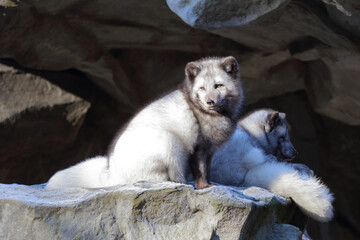 Polarfuchs / Arctic fox / Vulpes lagopus