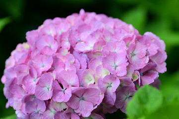 Fototapeta premium In Japan, hydrangeas start blooming from June to July