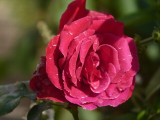 pink rose with water drops