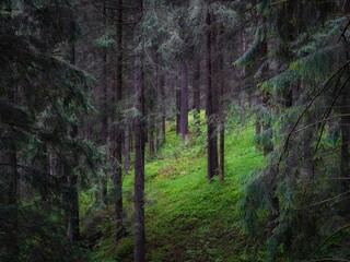 Pine and fir trees. Green coniferous forest in the morning. Dense old woods. Atmospheric landscape. Beautiful background.