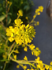Obraz premium yellow flowers in the garden
