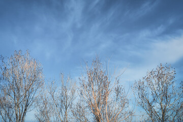 Obraz na płótnie Canvas 空と木とうすら雲