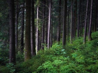 Pine and fir trees. Green coniferous forest in the morning. Dense old woods. Beautiful nature. 