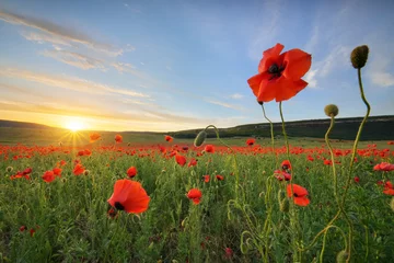 Abwaschbare Fototapete Poppies field during the sunset. © GIS