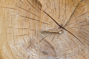 texture wood cut close-up