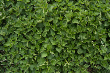 Background of green nettle plants, top view, background, nettle, green, plants