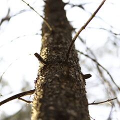 tree trunk in the woods