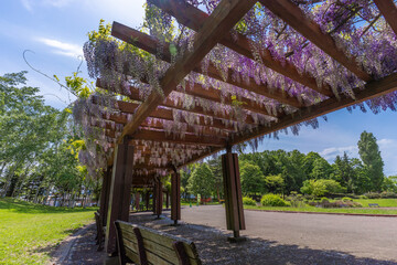 北海道　伏古公園　藤　藤棚　花