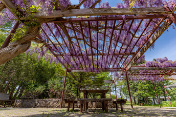 Fototapeta premium 北海道 百合が原公園 藤 藤棚 花