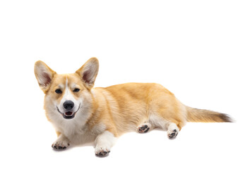 corgi dog isolated